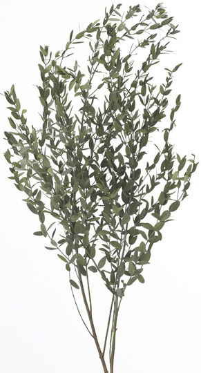 小葉ユーカリ/シルバーグリーン