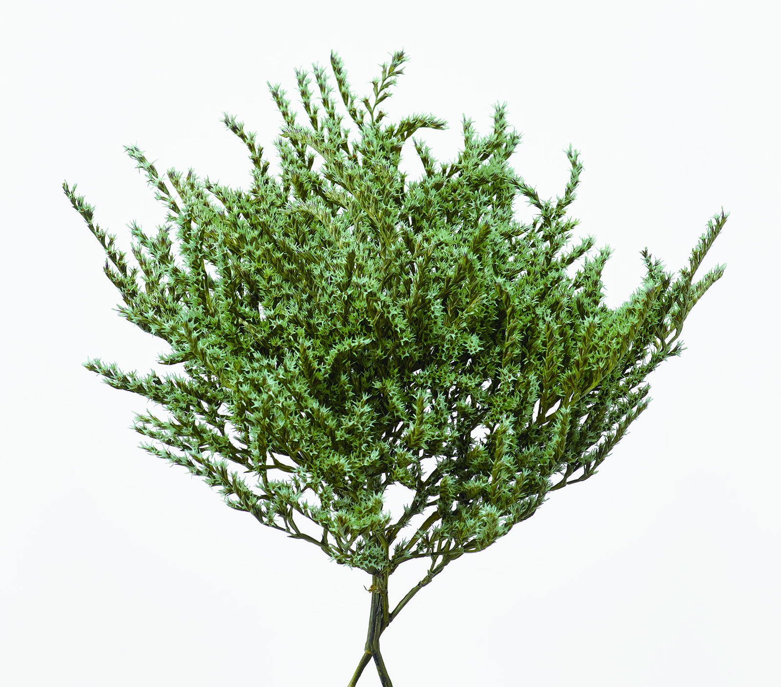 タタリカ コバルトグリーン