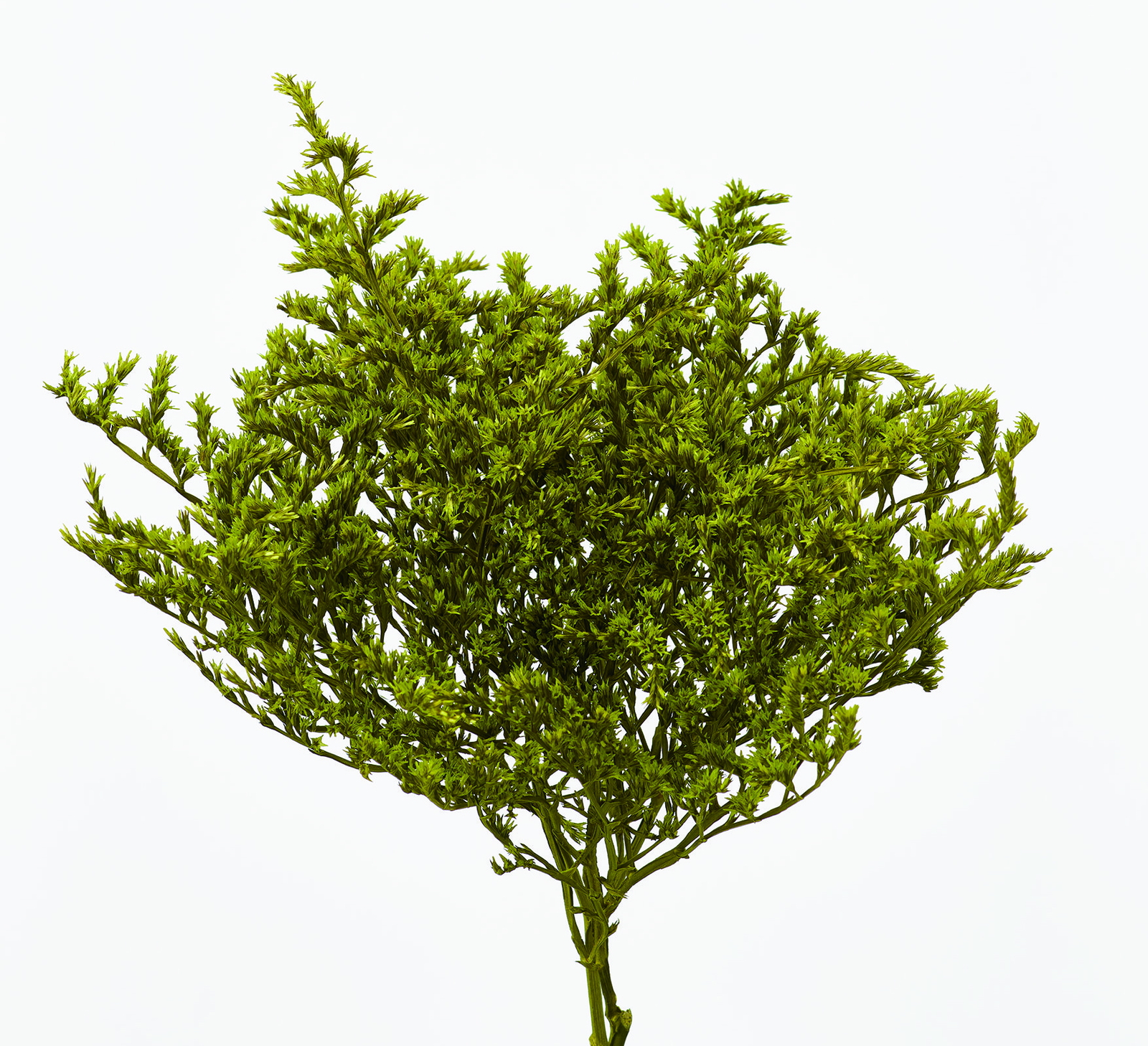 タタリカ グラスグリーン