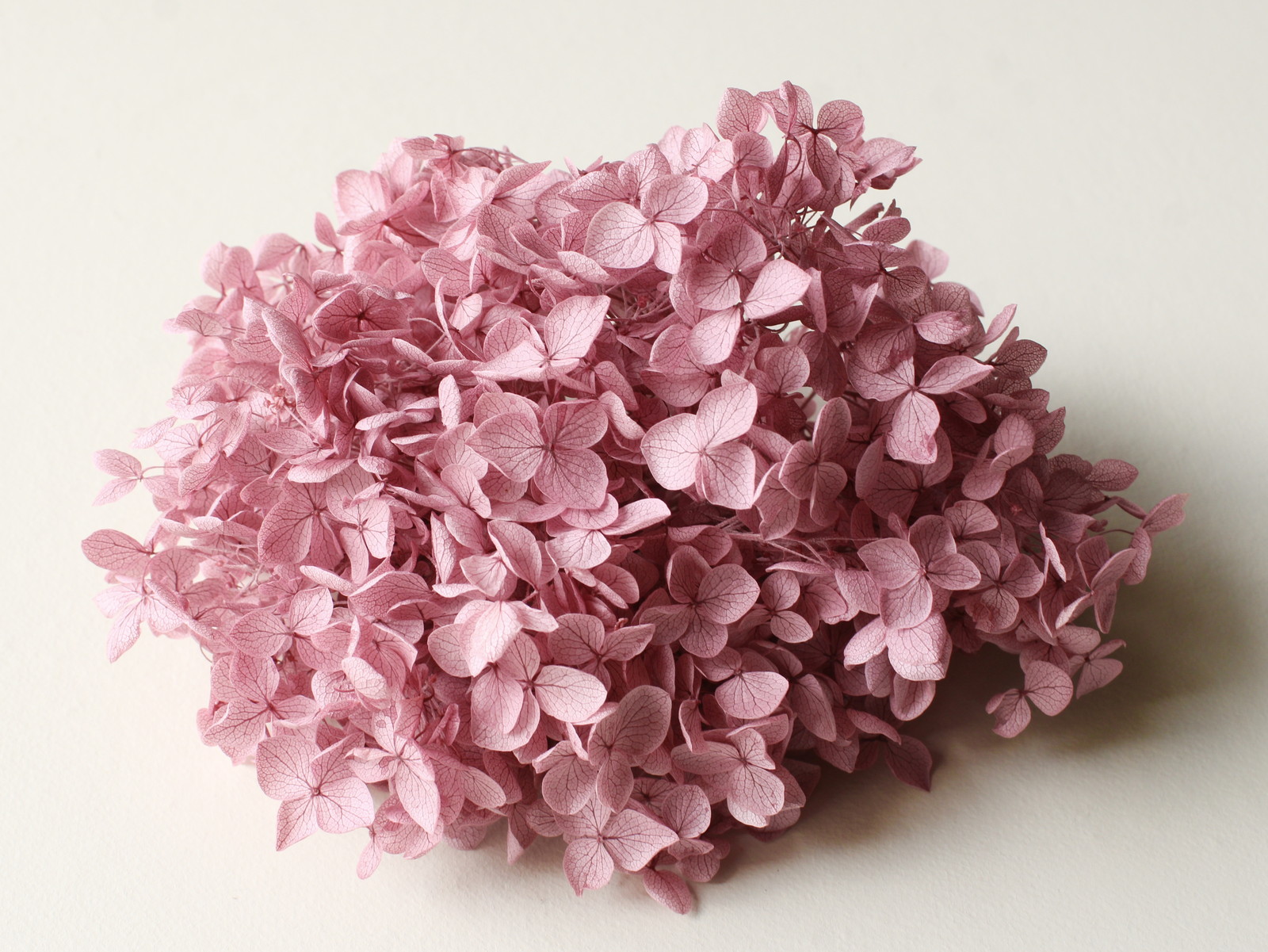 アナベル・ヘッド ミスティーピンク