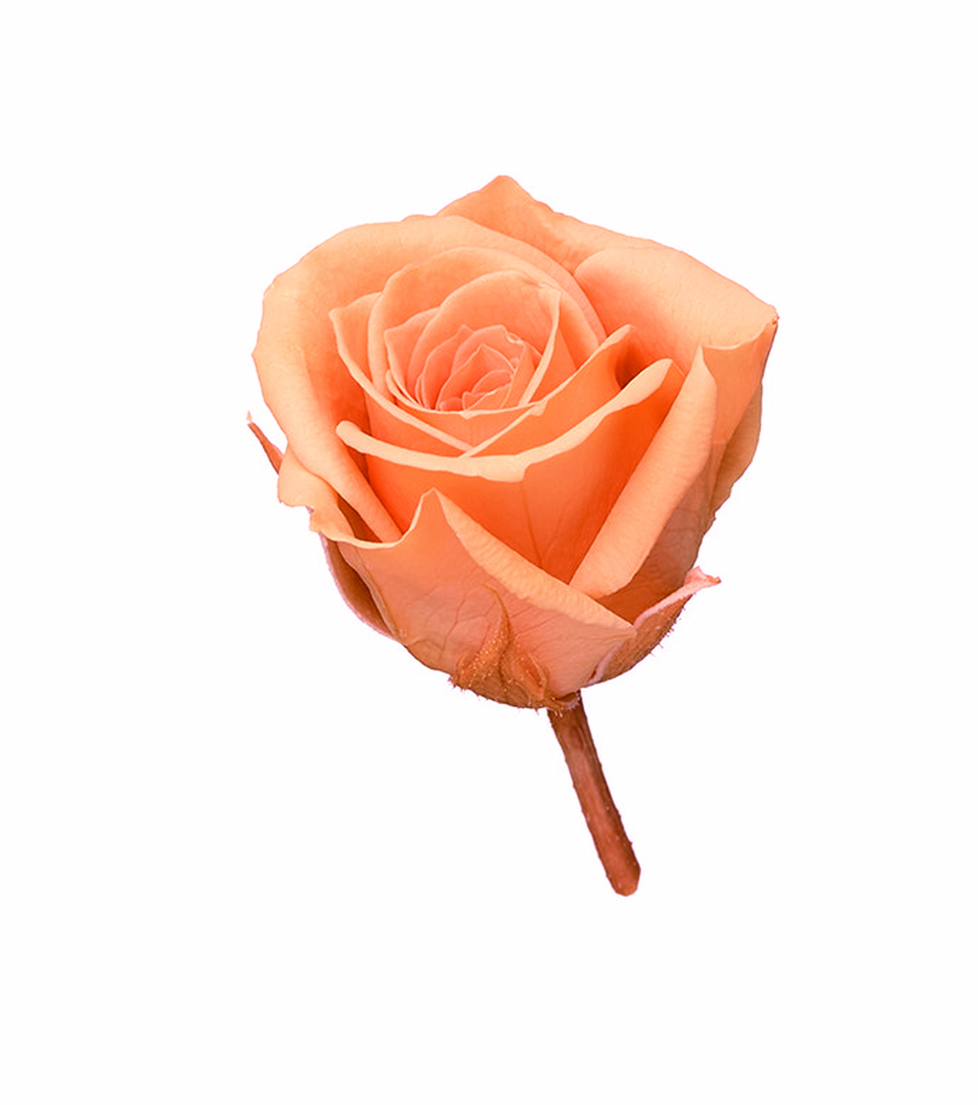 ���ޱ� ��ۯ���߰�