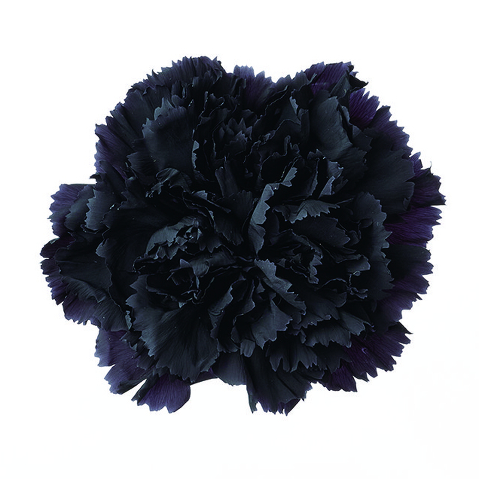 カーネーション 黒