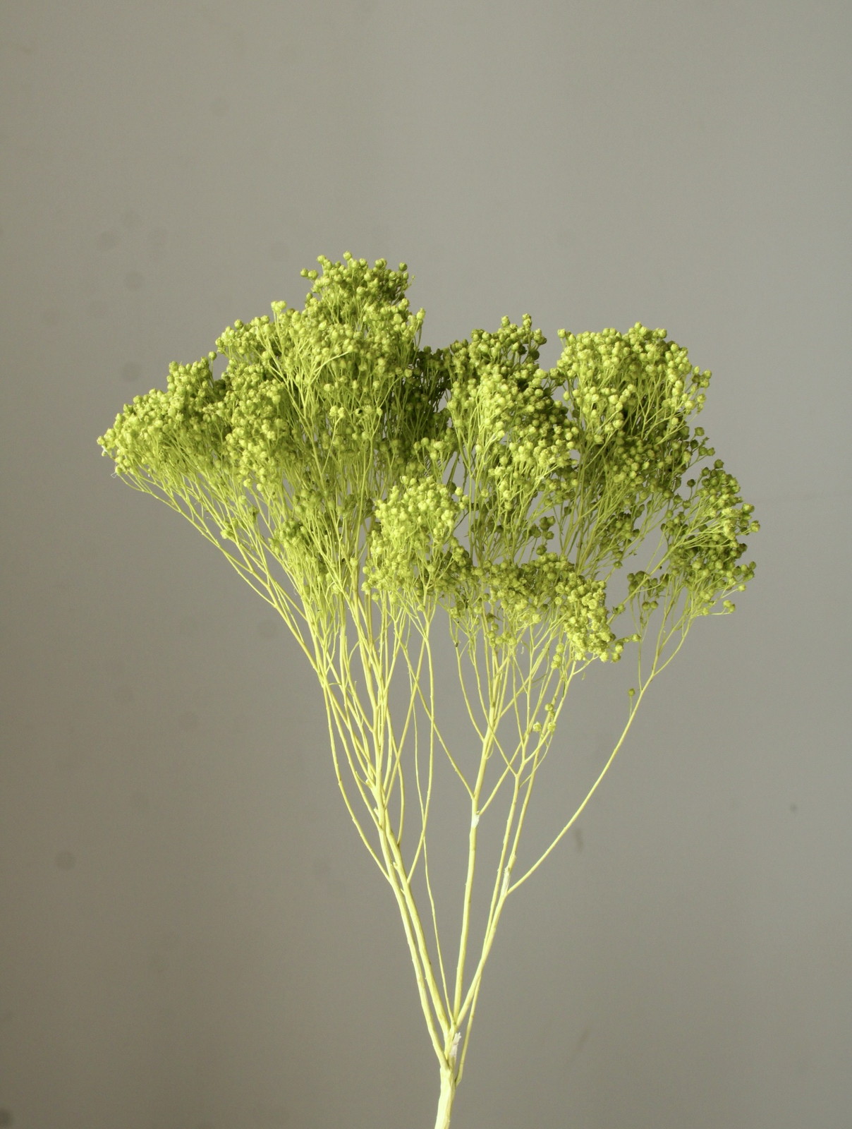 モリソニア グラスグリーン