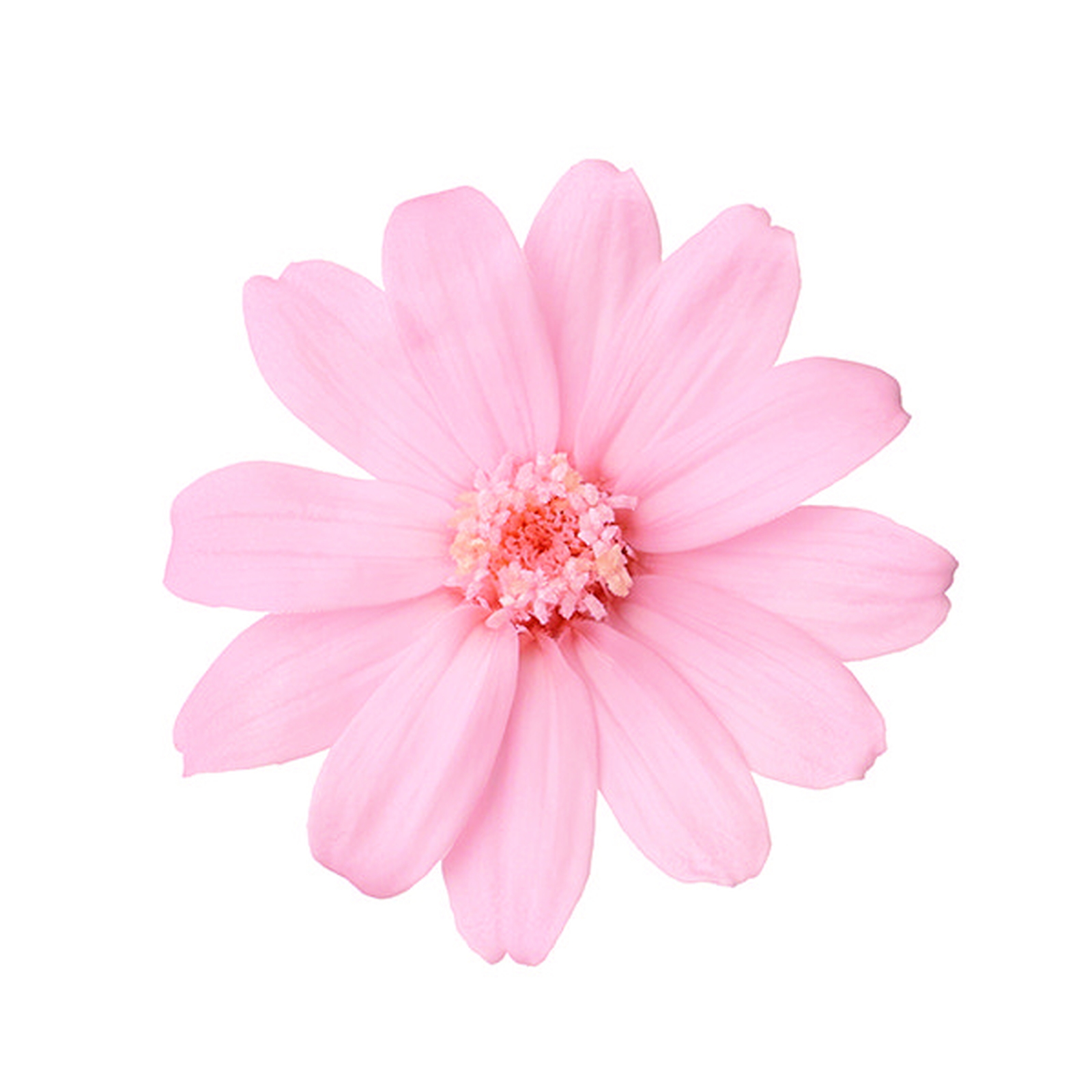 ジニア・小 さくらピンク