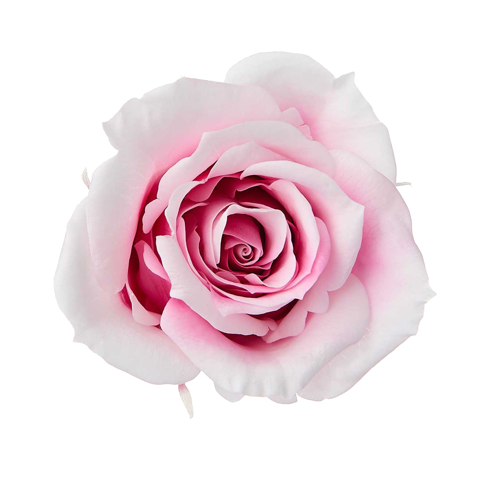 ﾛｰｽﾞ・いずみ・ｽﾌﾚ ｼｬﾝﾊﾟﾝﾍﾞﾘｰ: プリザーブドフラワー ｜ YDM