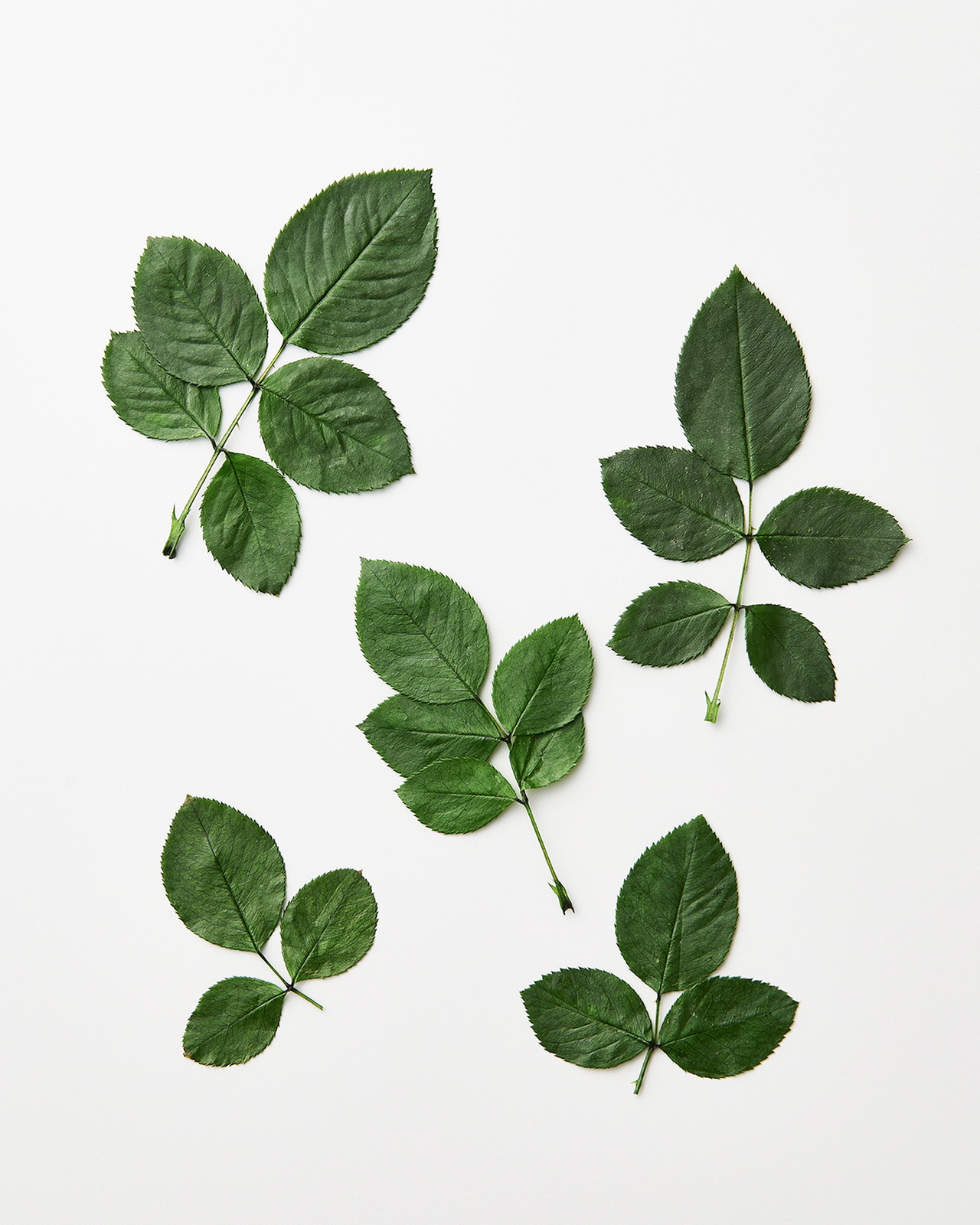 国産バラの葉 グリーン