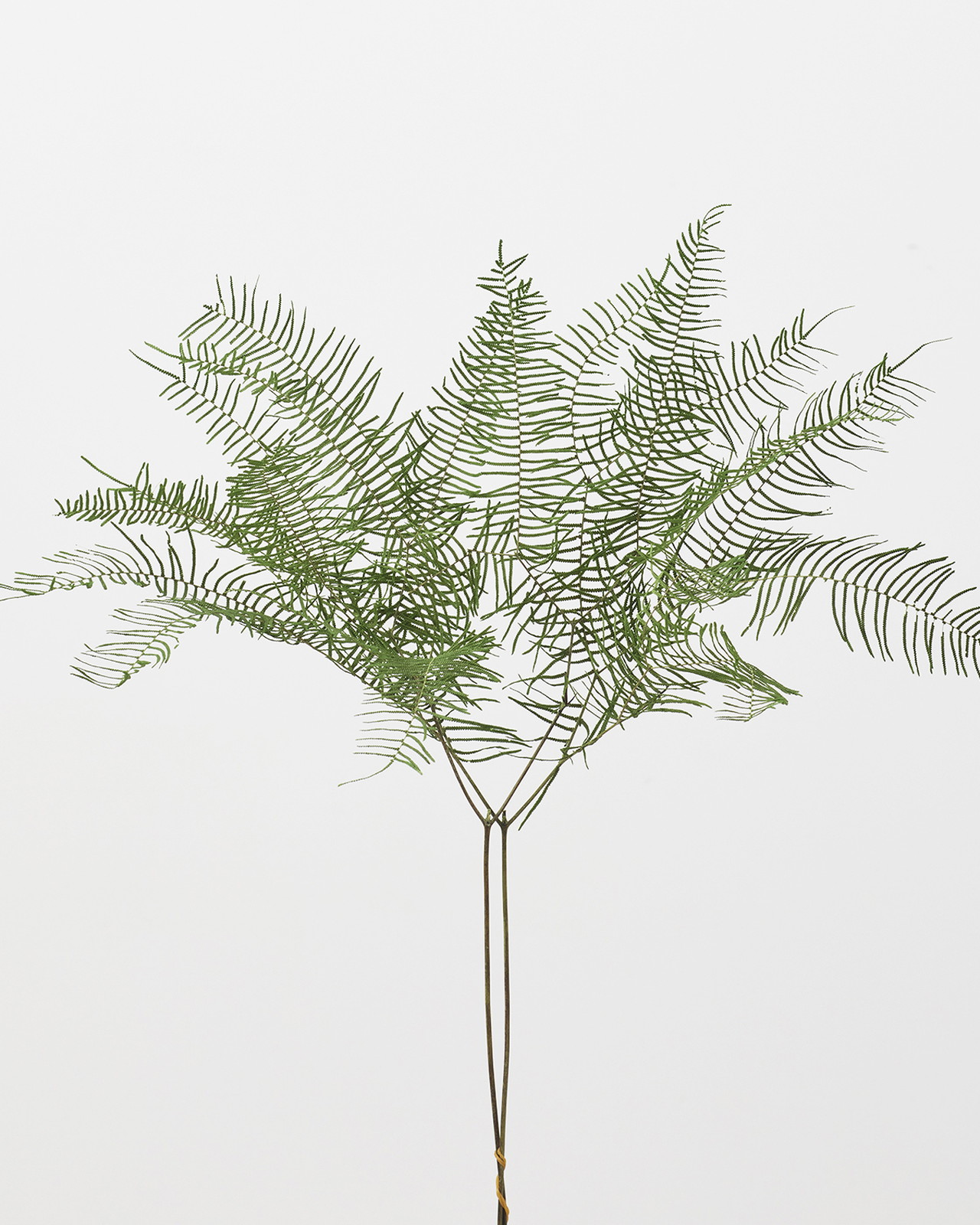 シースターファーン・プリザーブド グリーン