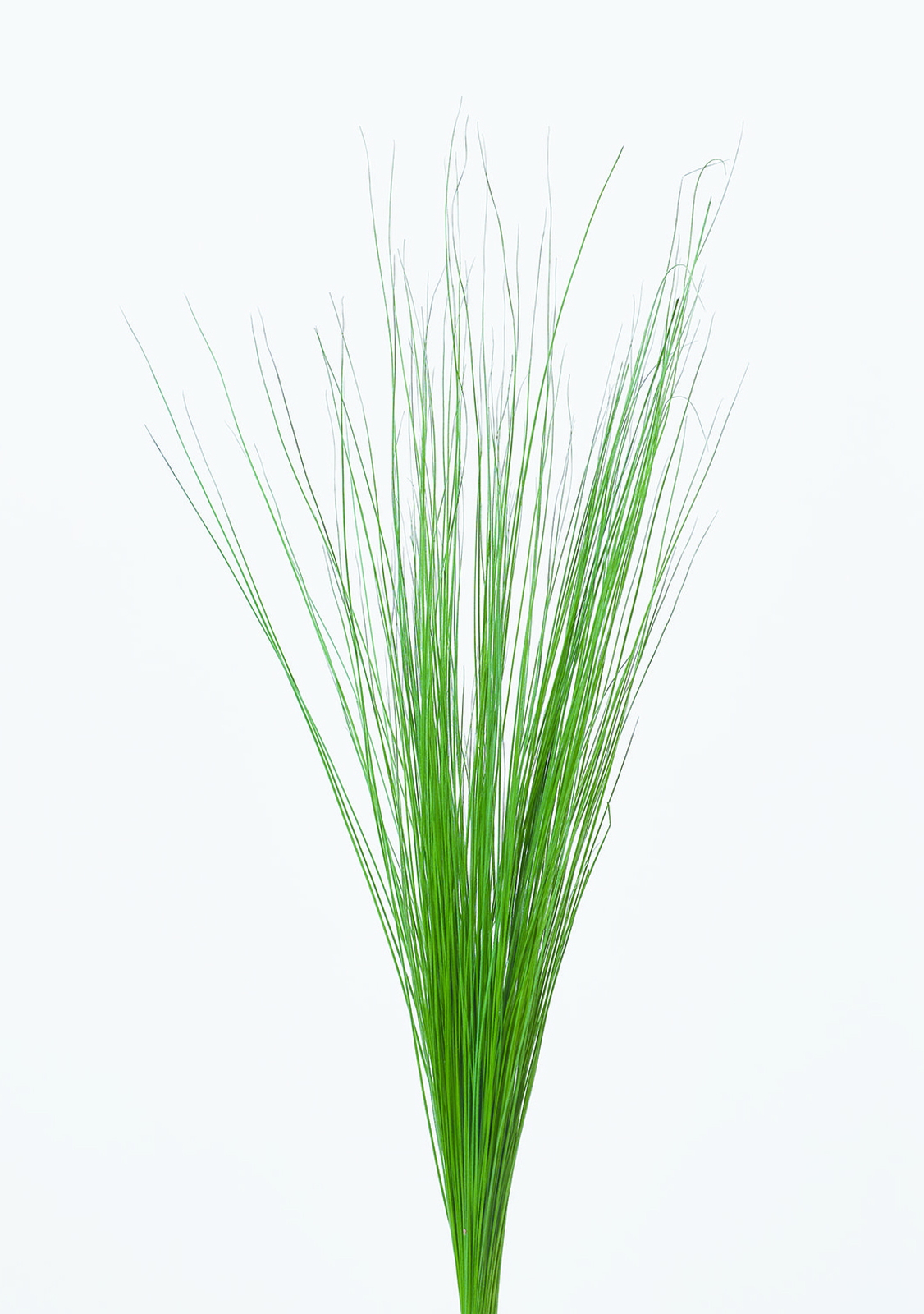 ڲ��ް��׽����� �گ����ذ�