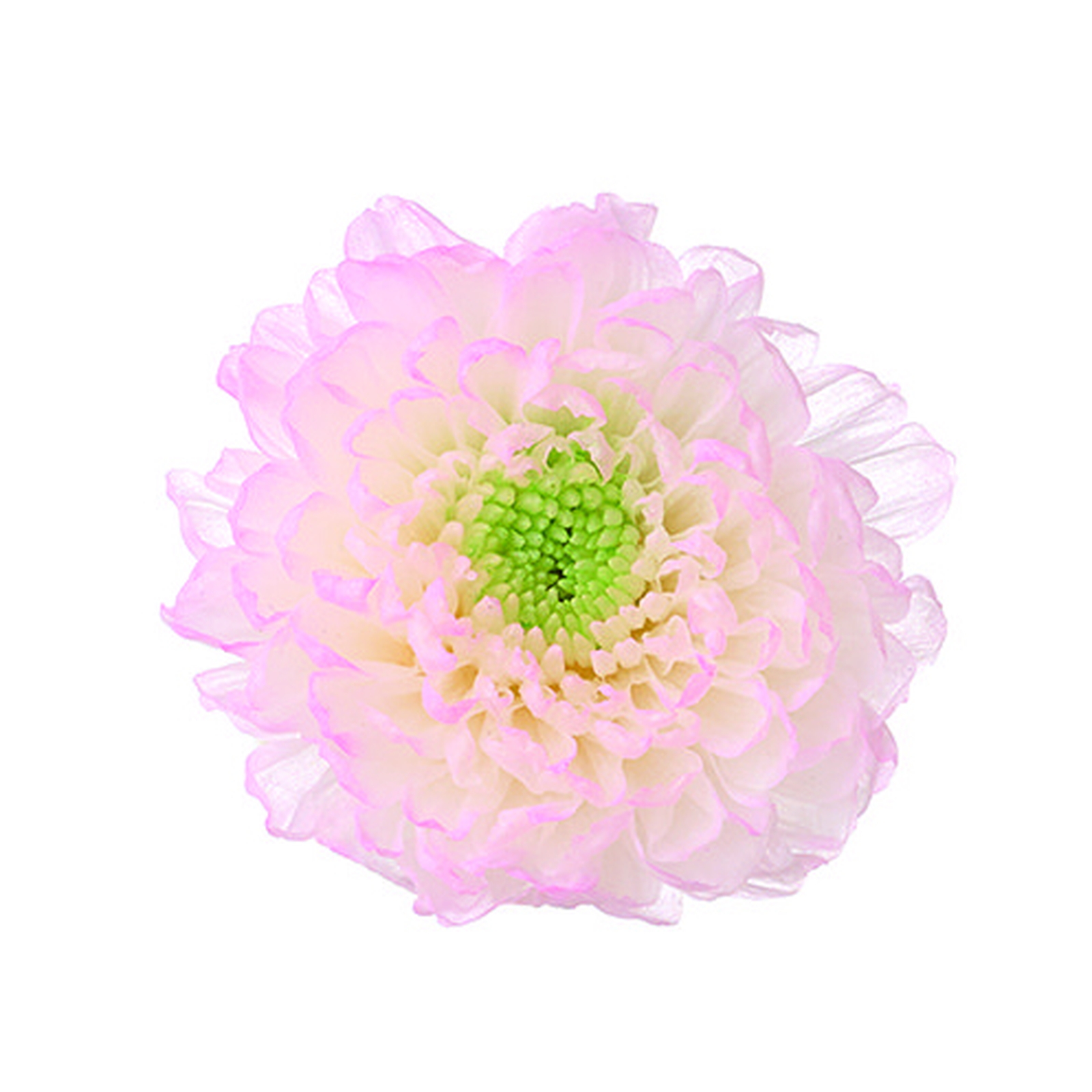 小菊・ほのか ピンク