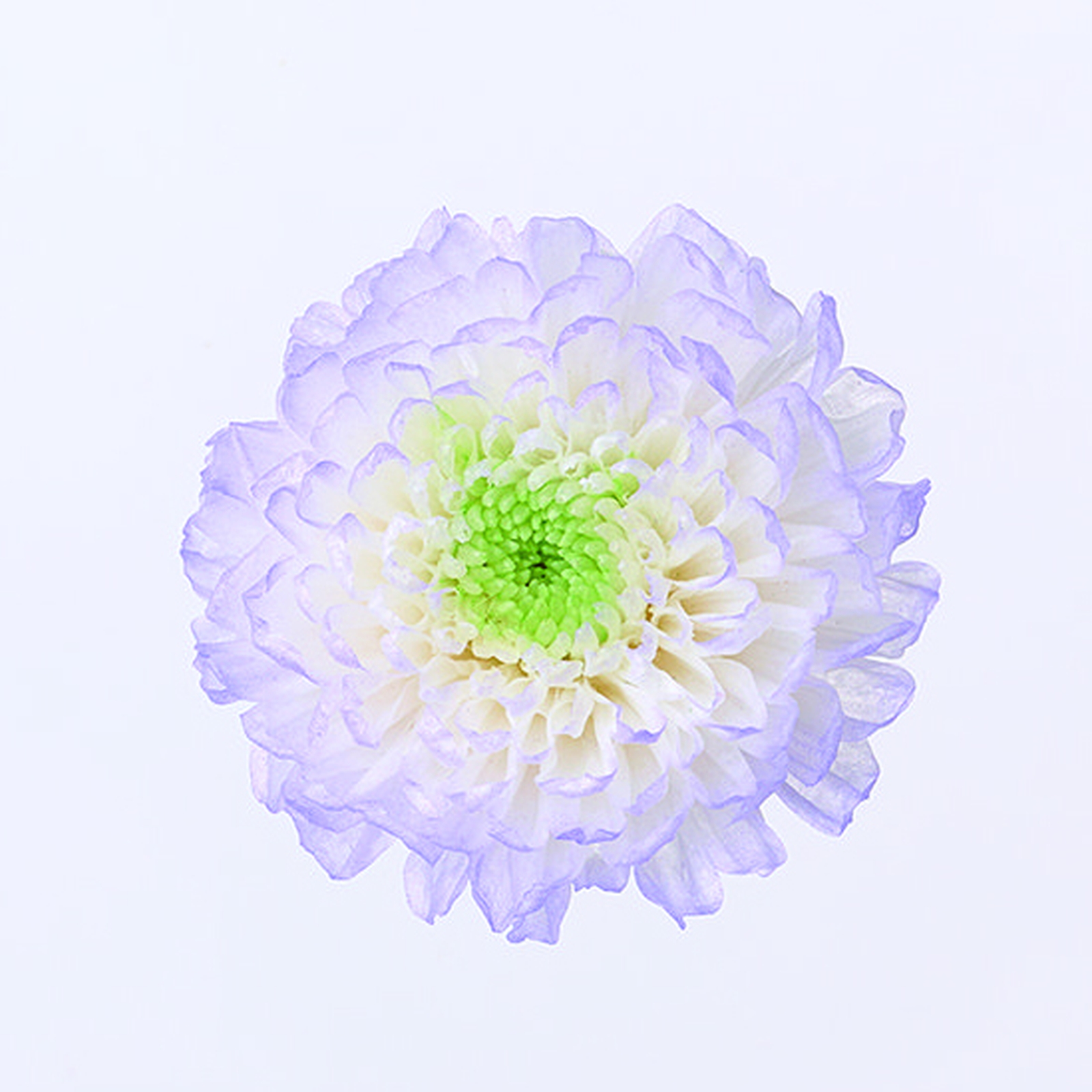 小菊・ほのか パープル