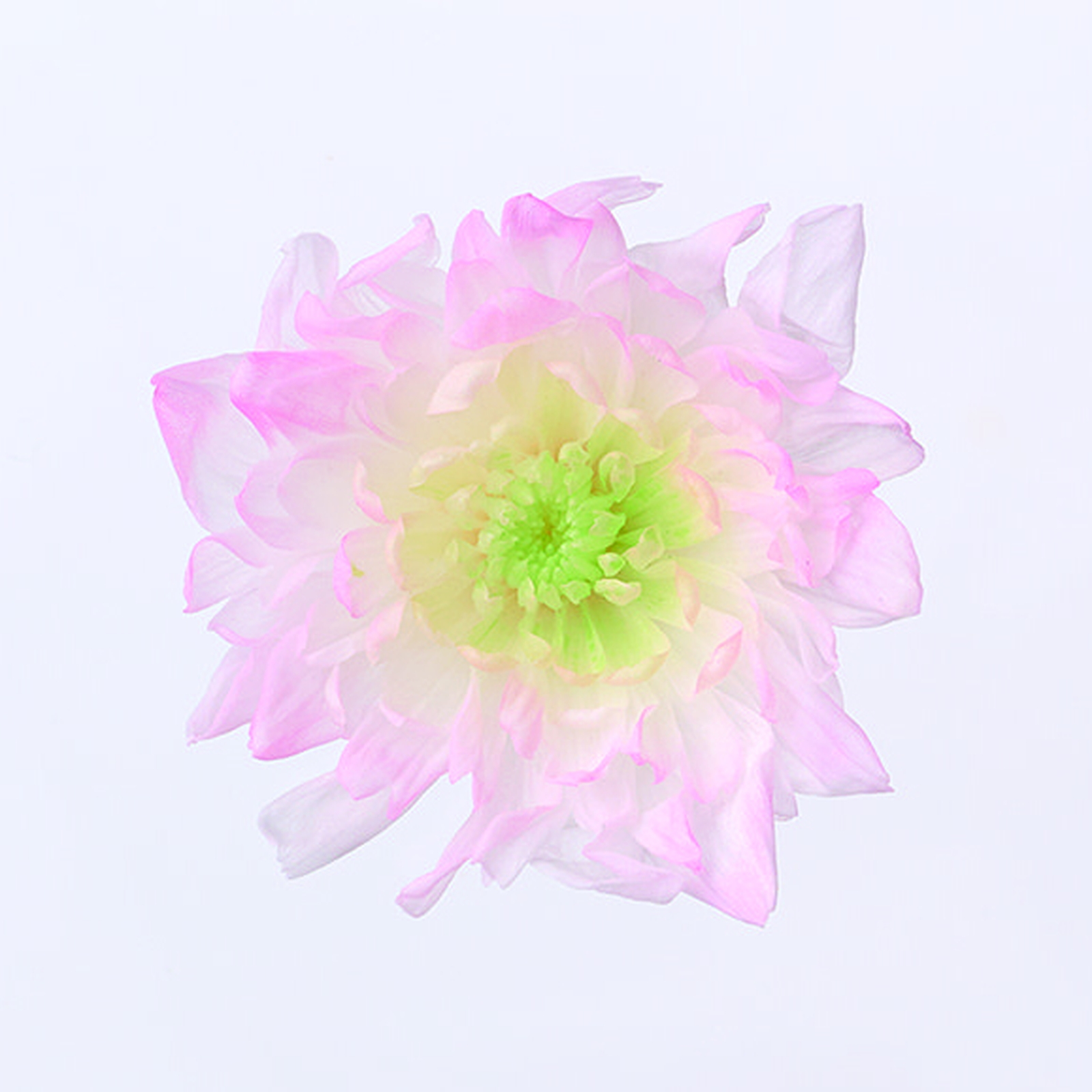 ことね菊・ほのか ピンク