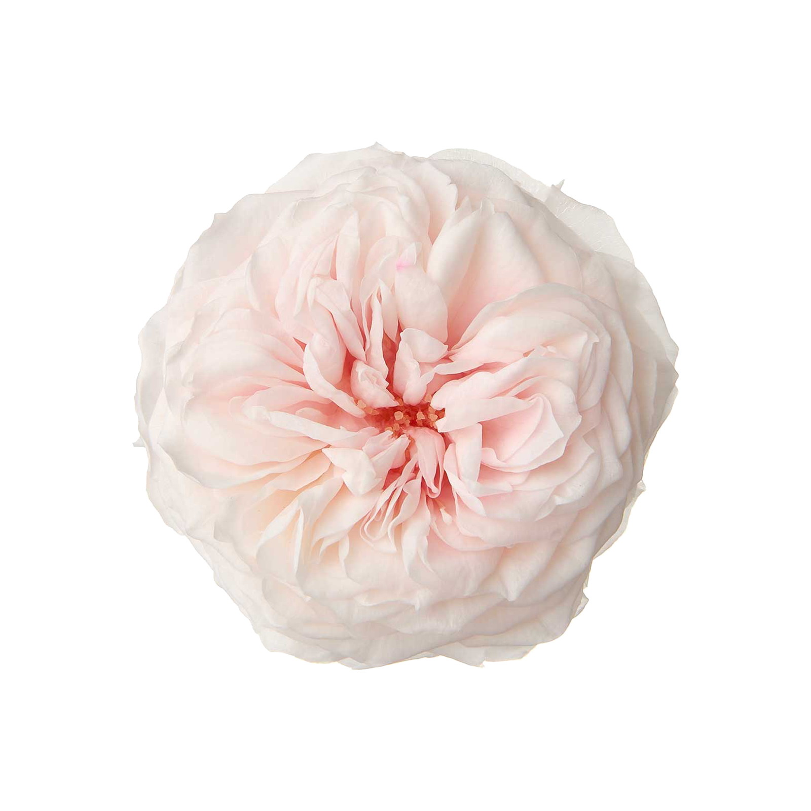 国産ローズ・ダンスパーティー シャンパンピンク