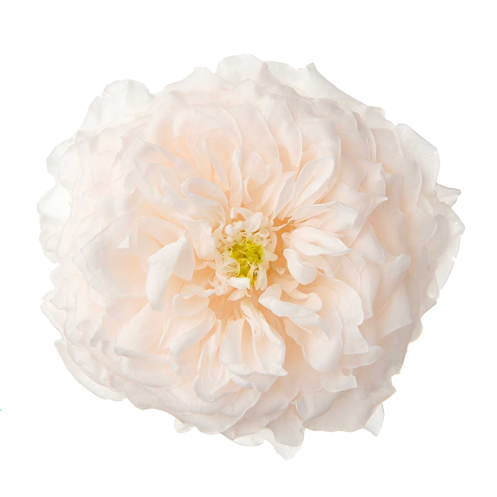 国産ローズ・オールフォーキュート ホワイトシャンパン