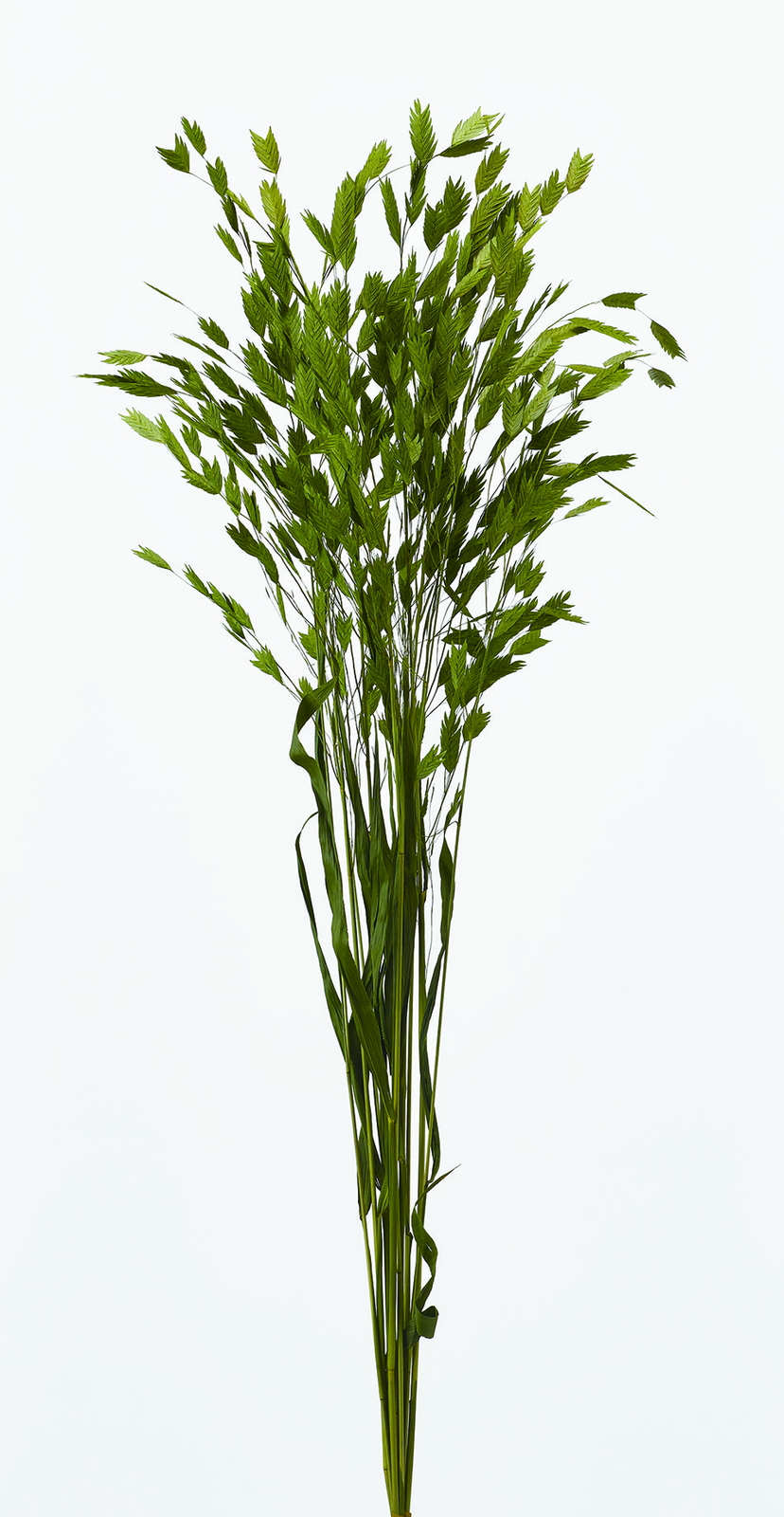 ܲ��޵�� �گ����ذ�