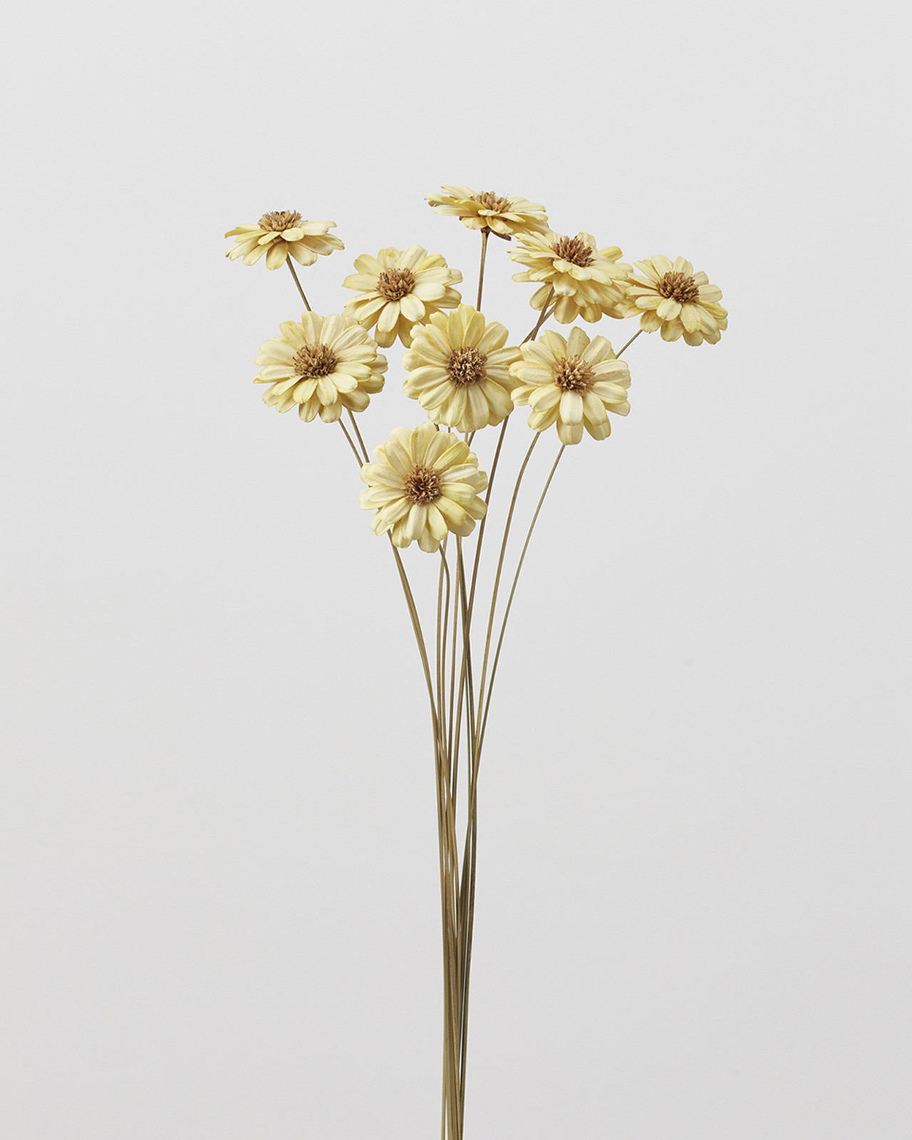 マーガレットフラワー モーニングイエロー