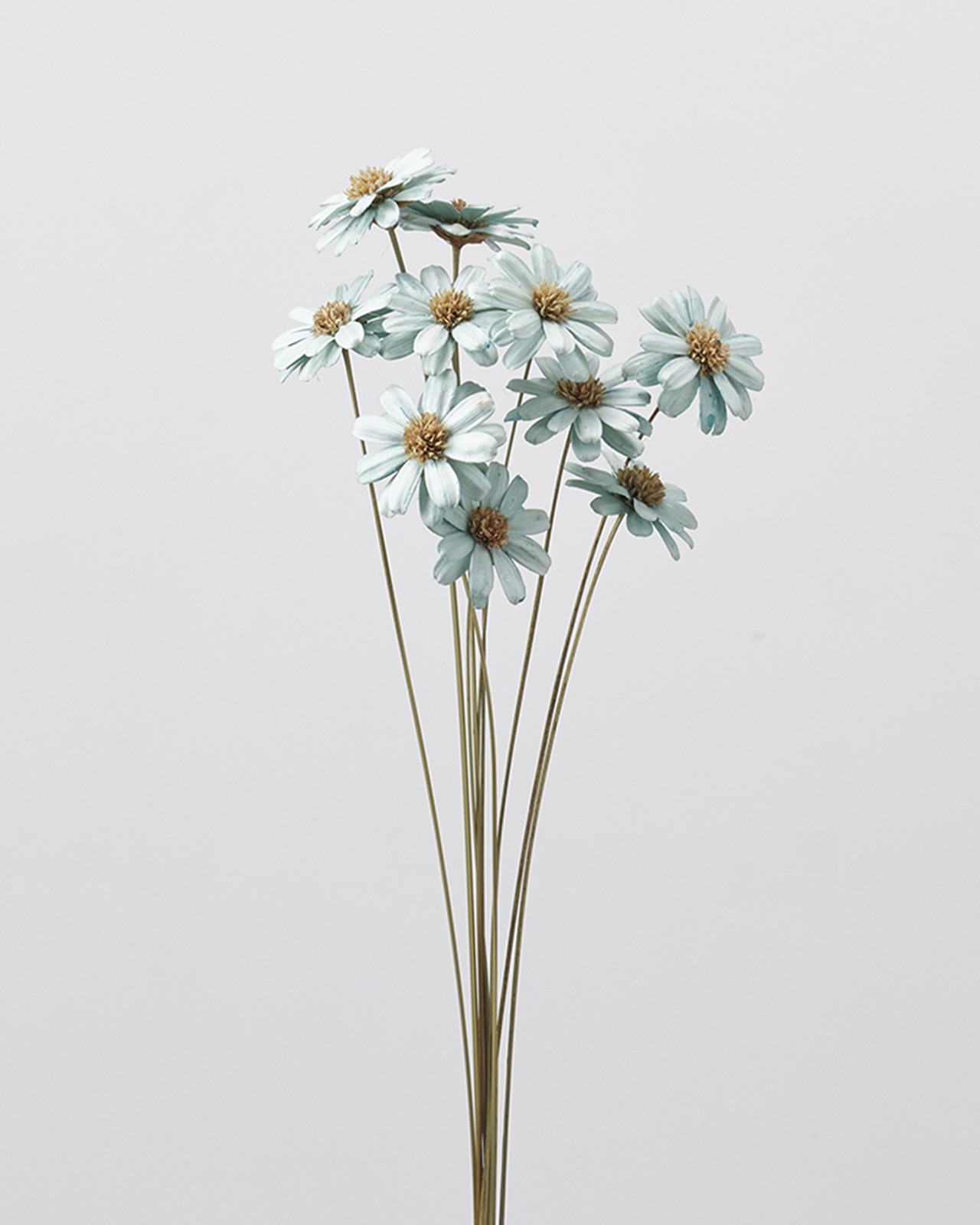 マーガレットフラワー ペールブルー