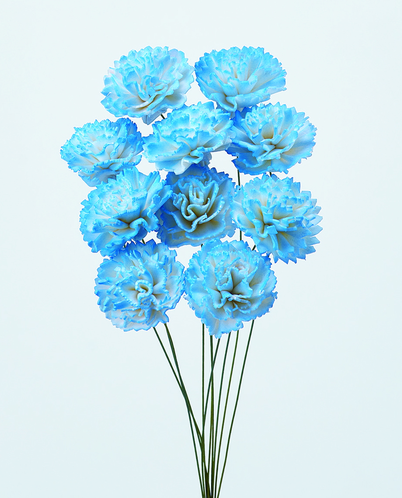 ソーラーシフォンカーネーション・小 ホワイトブルー