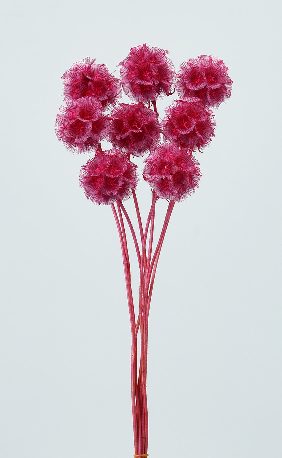 ���ݸ���� �����ܰ��