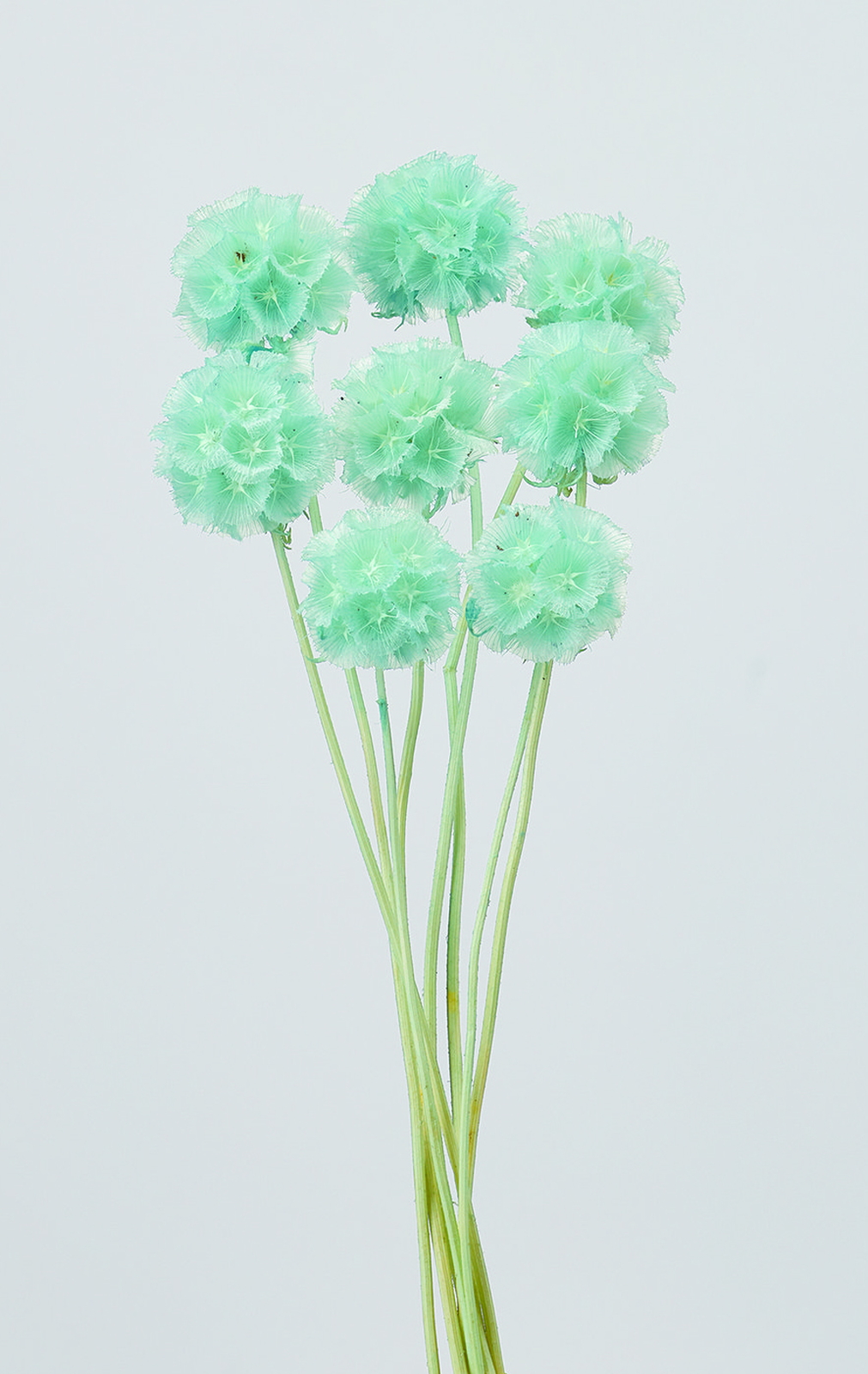 ���ݸ���� ���ް��ٰ