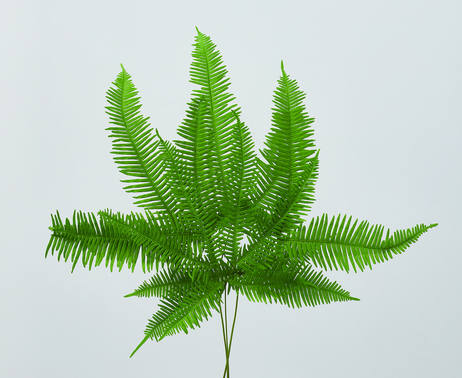 �R��ޥ��ػް����(�ό���) ��ذ�