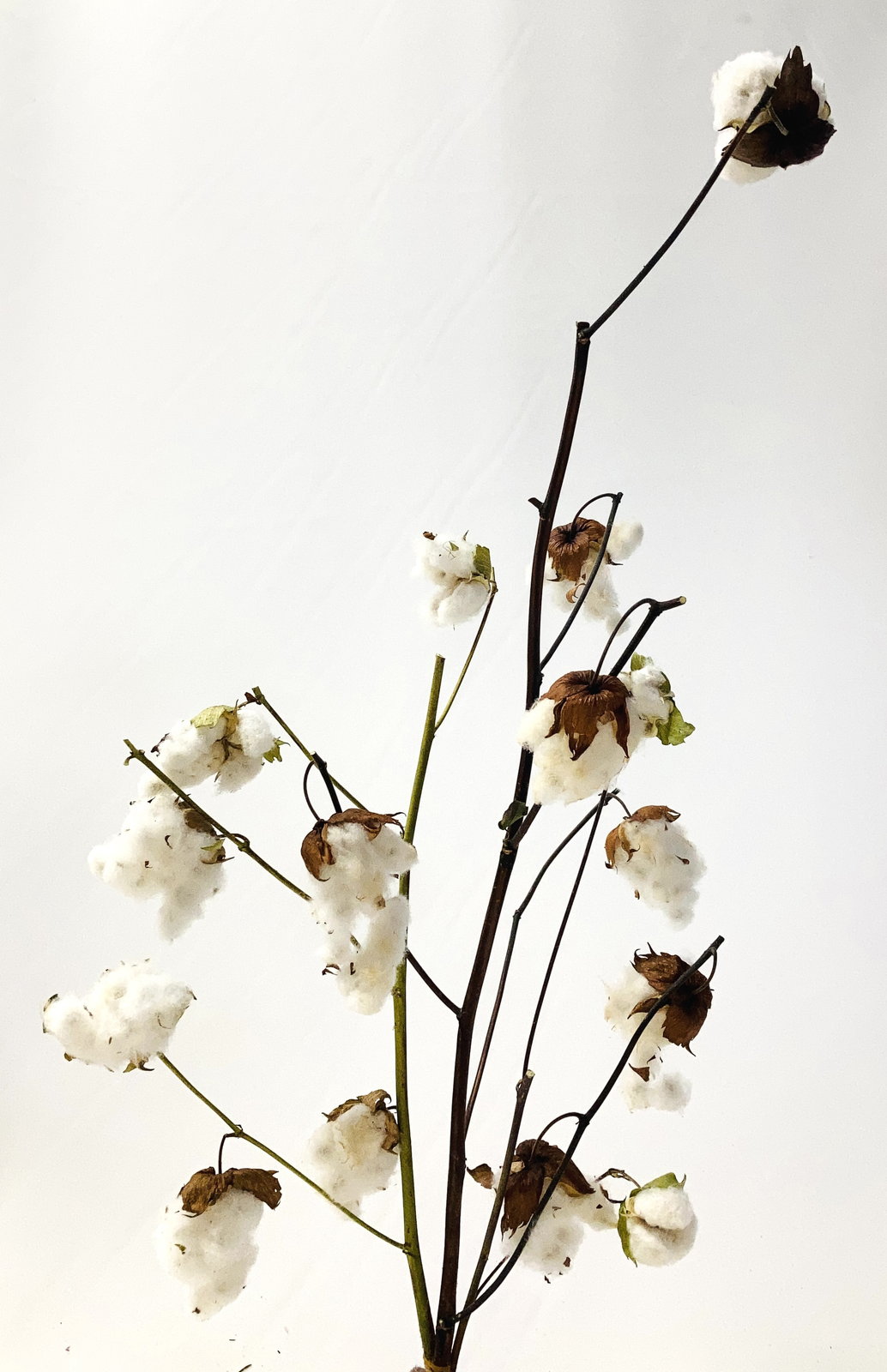 ｺｯﾄﾝﾂﾘｰ枝付き(国産) ﾅﾁｭﾗﾙ: ドライフラワー ｜ YDMオンラインストア