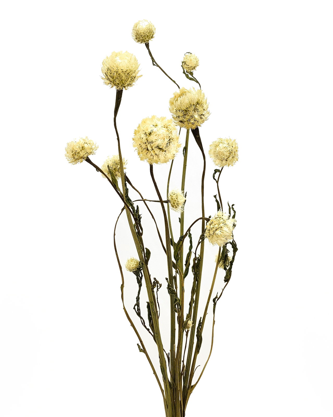 セントーレア アメリカーナ N/ホワイト