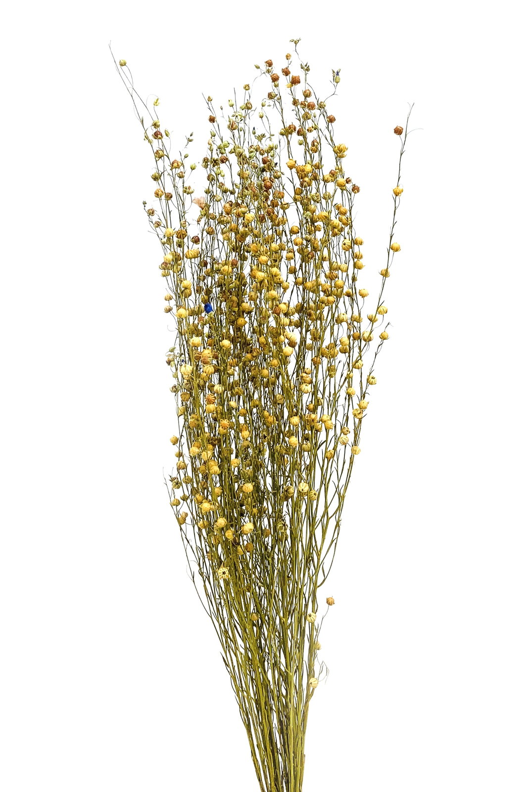 フラックス ナチュラル