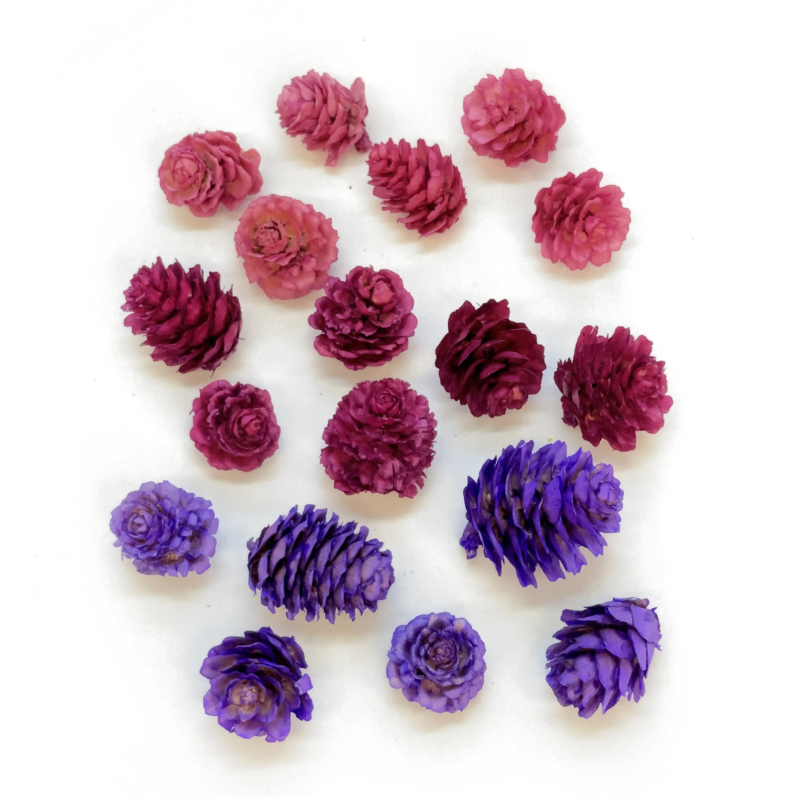 カラマツ パープルミックス