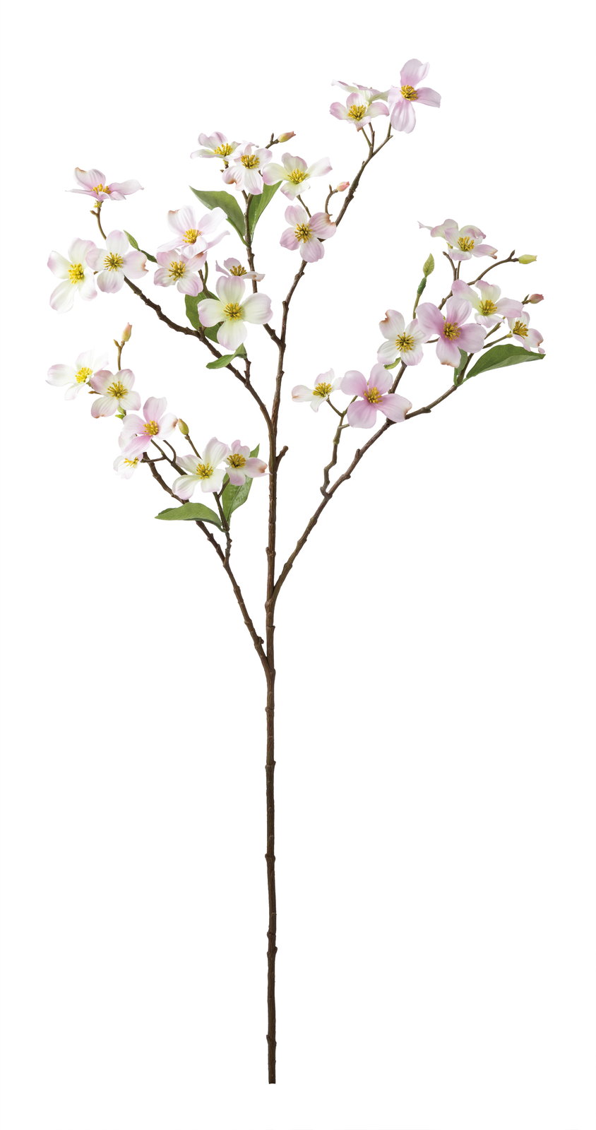 ドッグウッドブランチ