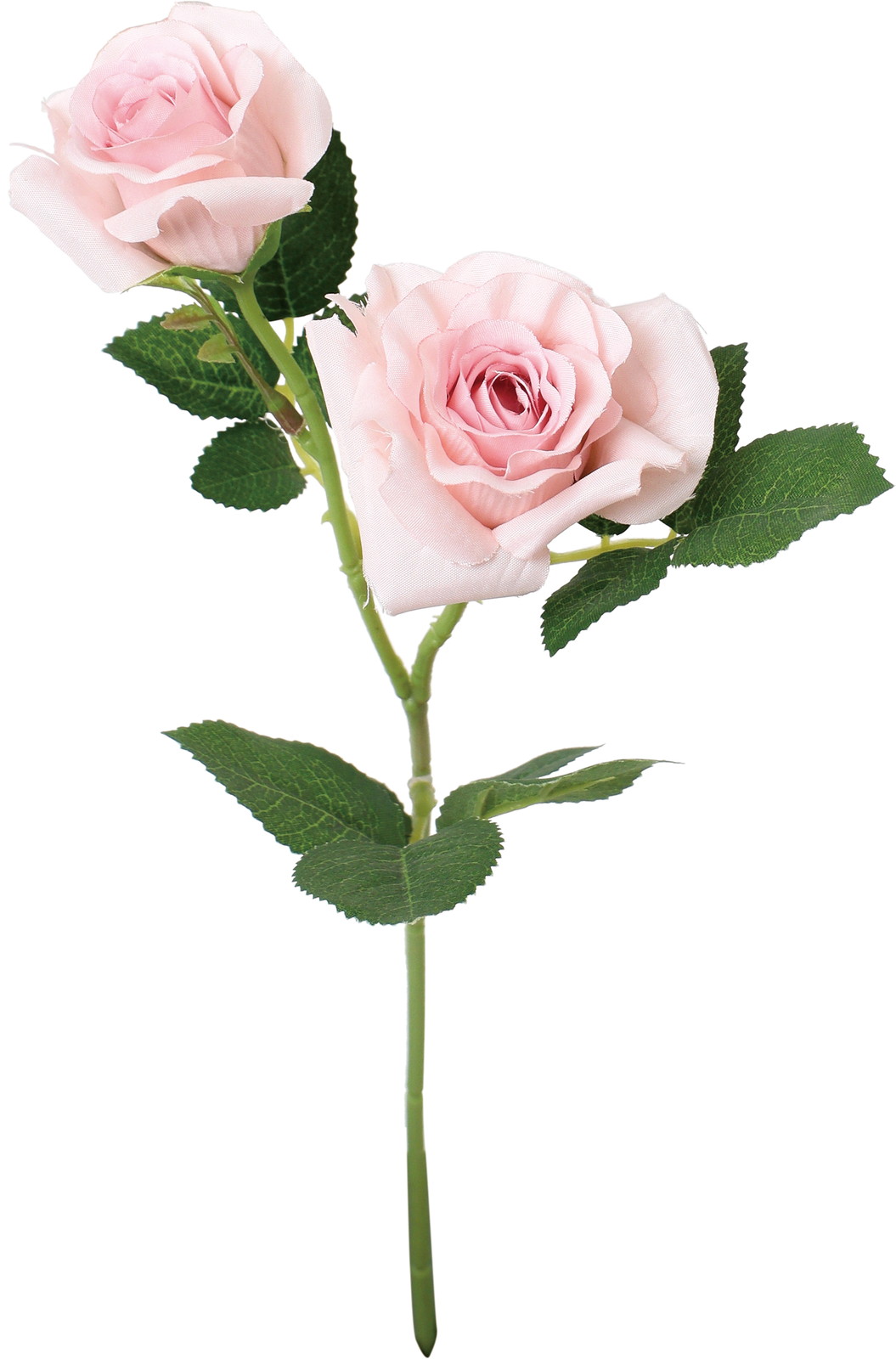 ブランシェローズスプレー