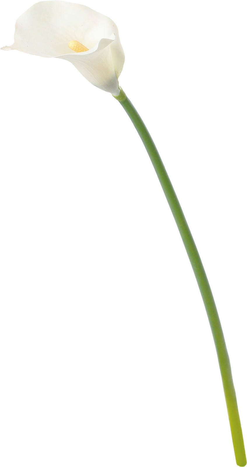 マリスカラーリリーM