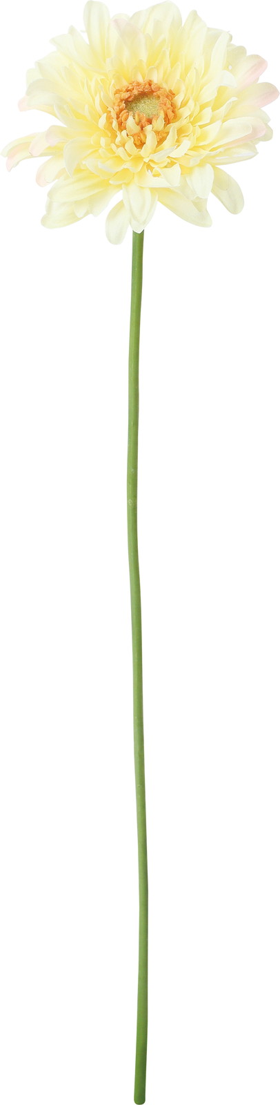 パスタガーベラ