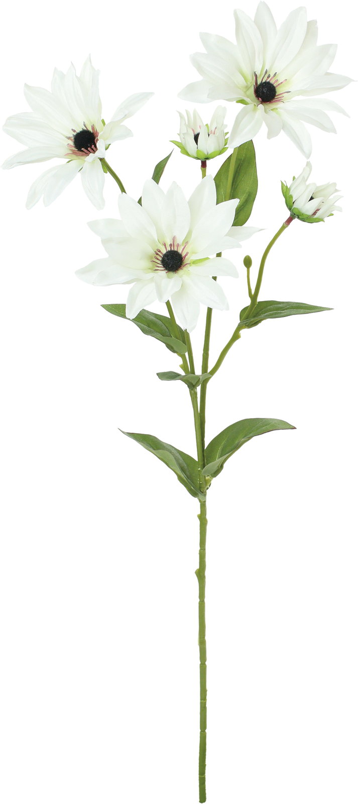 ダリアスプレー