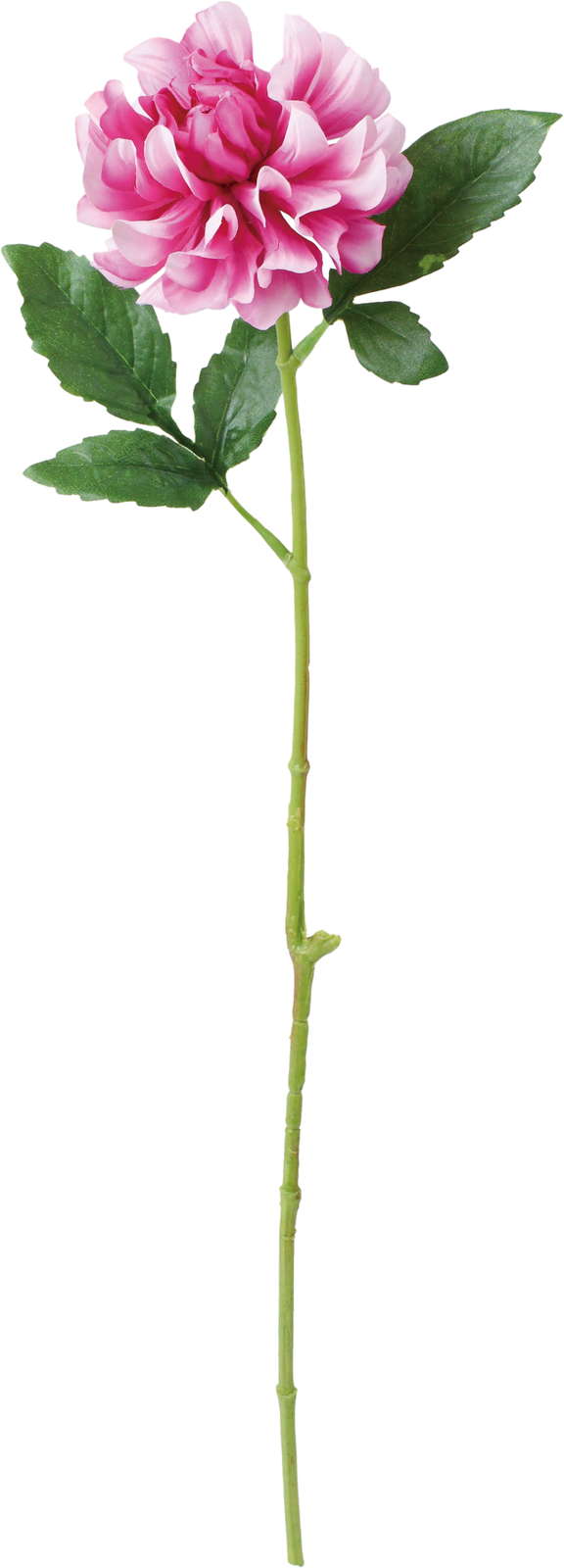 ブライトシングルダリア