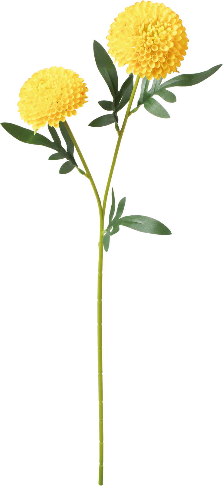 ポンポンマムスプレー