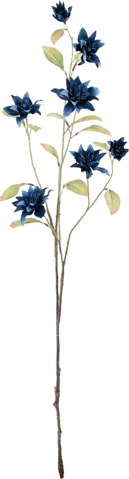 セレスティアクレマチスブランチ