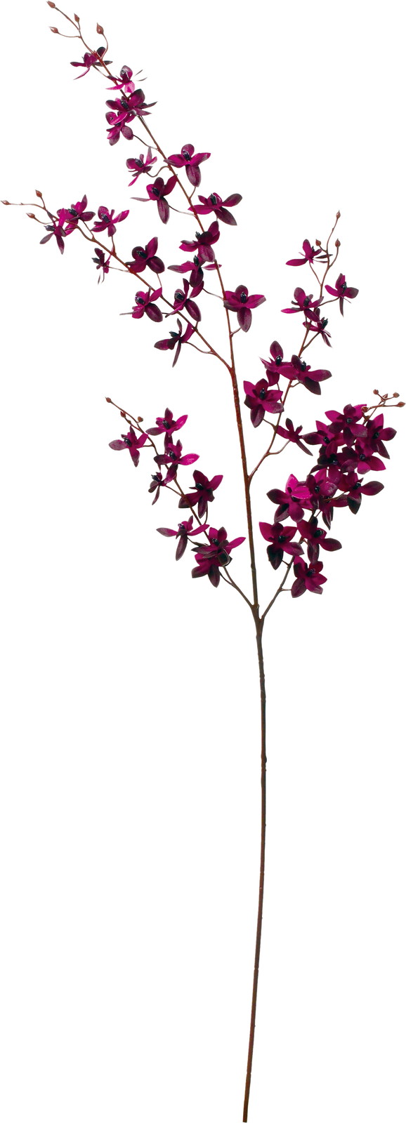 クラシカルオンシジューム