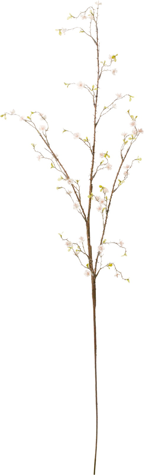 ��ɱ�����