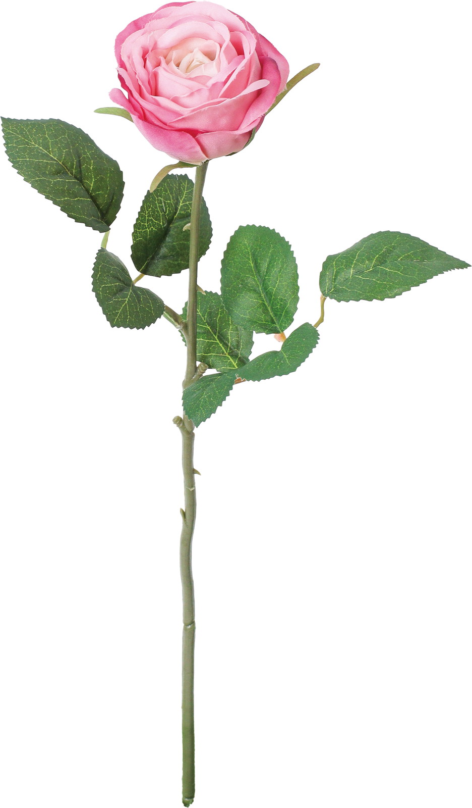 シングルガーデンローズ