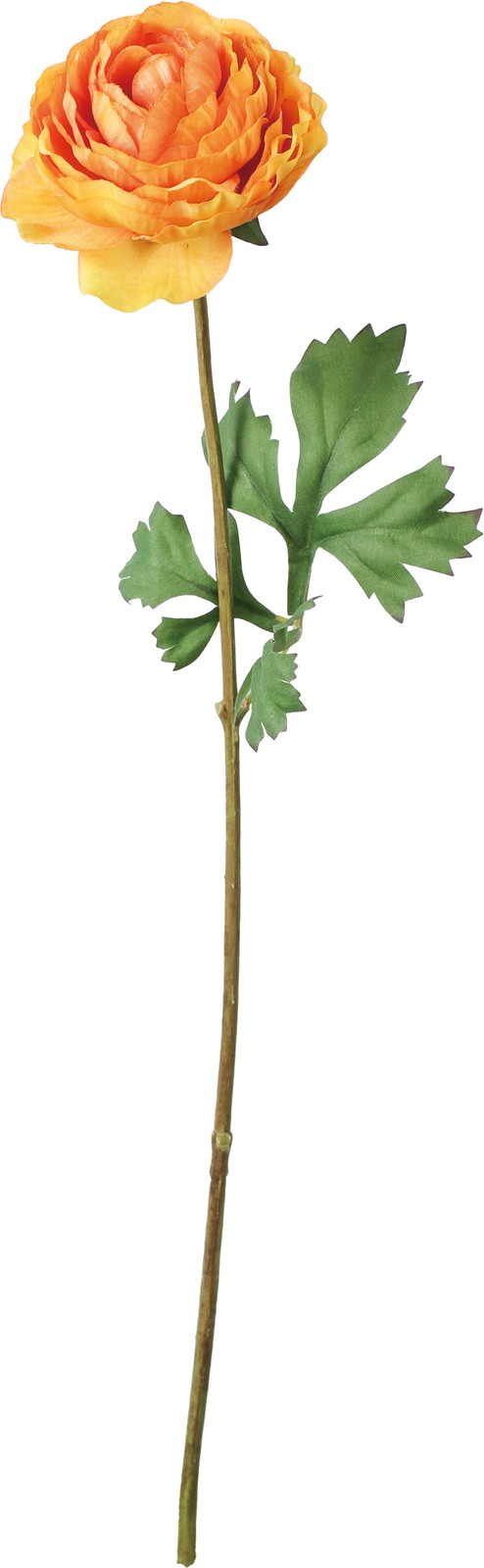 �ާ��ް���ݷ�׽