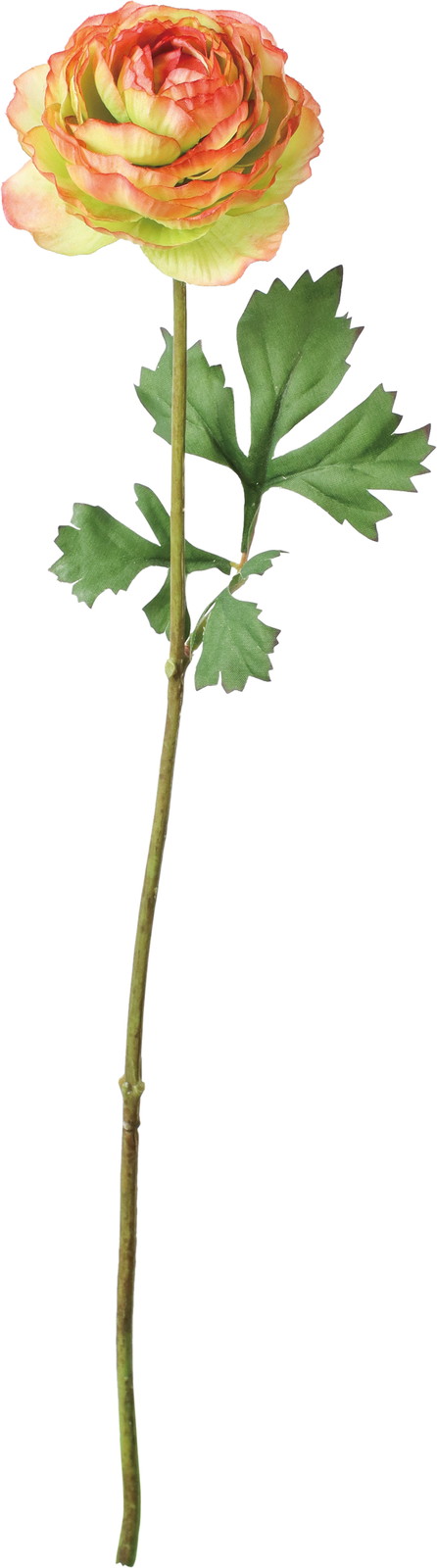 �ާ��ް���ݷ�׽