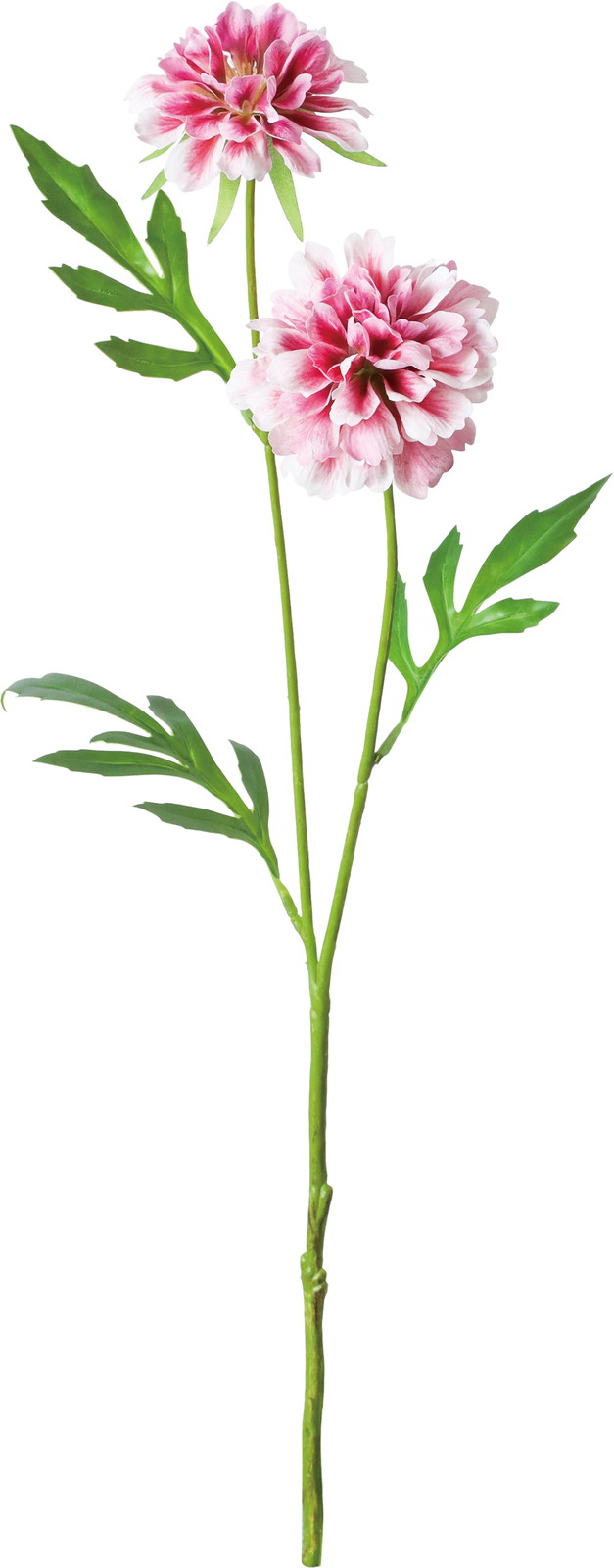 ����ݷ�׽���ڰ