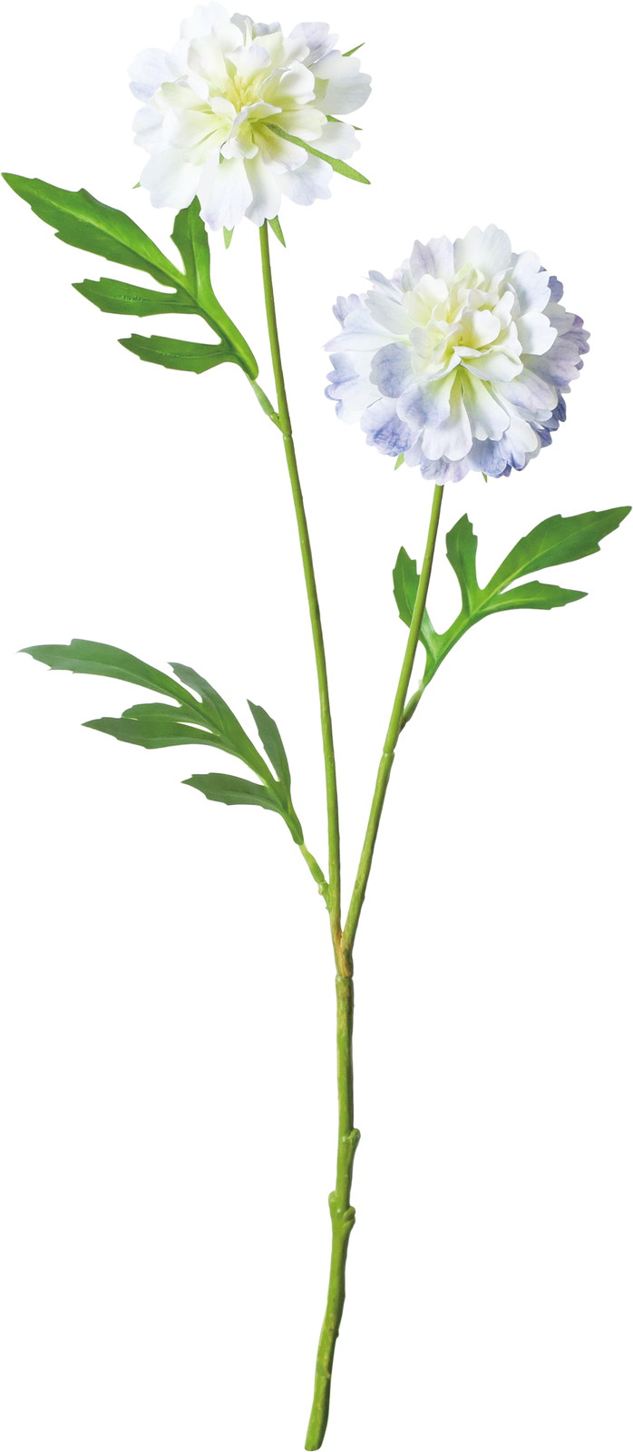 ����ݷ�׽���ڰ