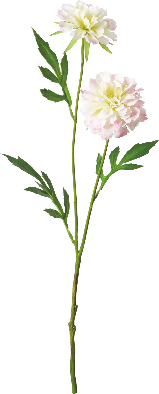 フリルランキュラススプレー