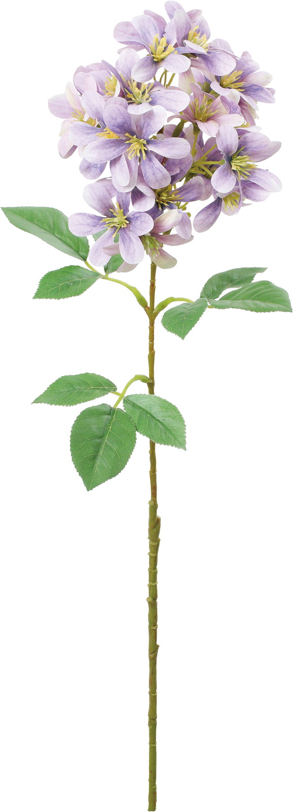 ��ި��ر���ڰ