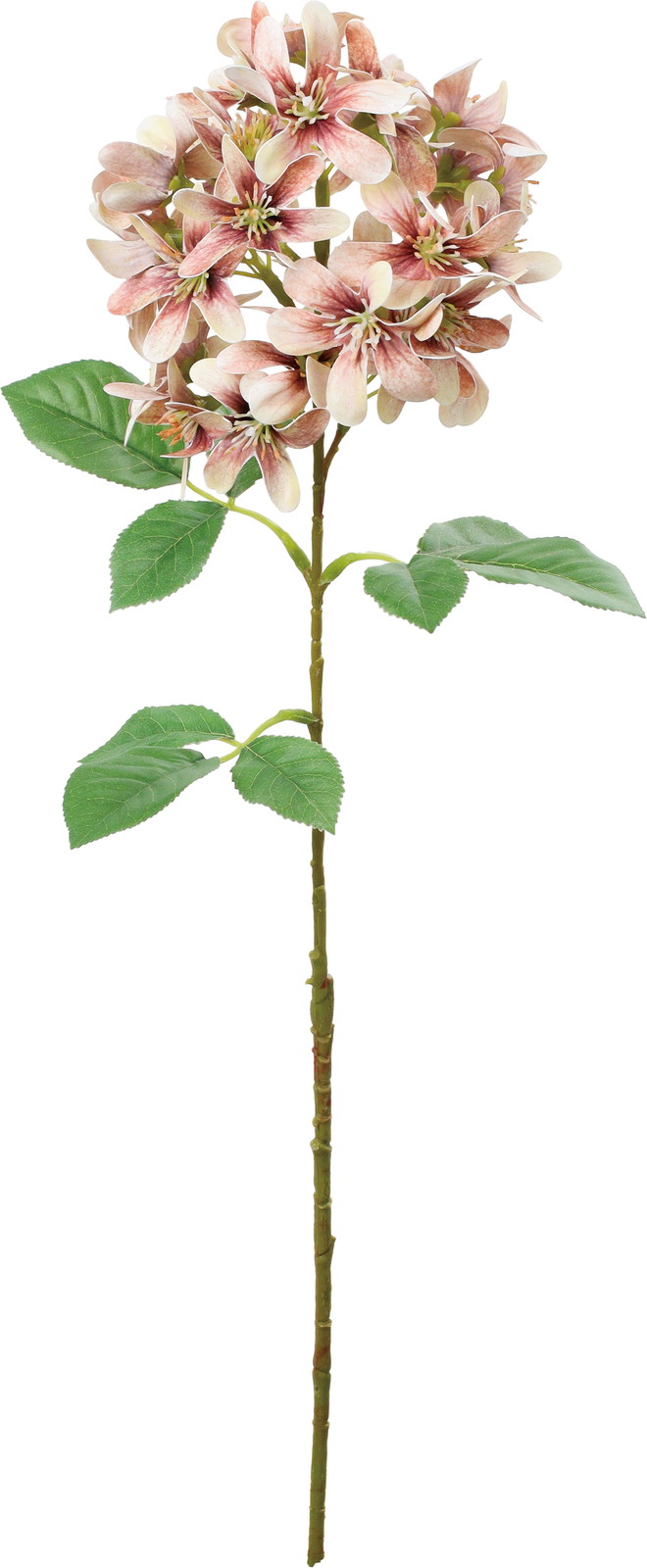 ��ި��ر���ڰ