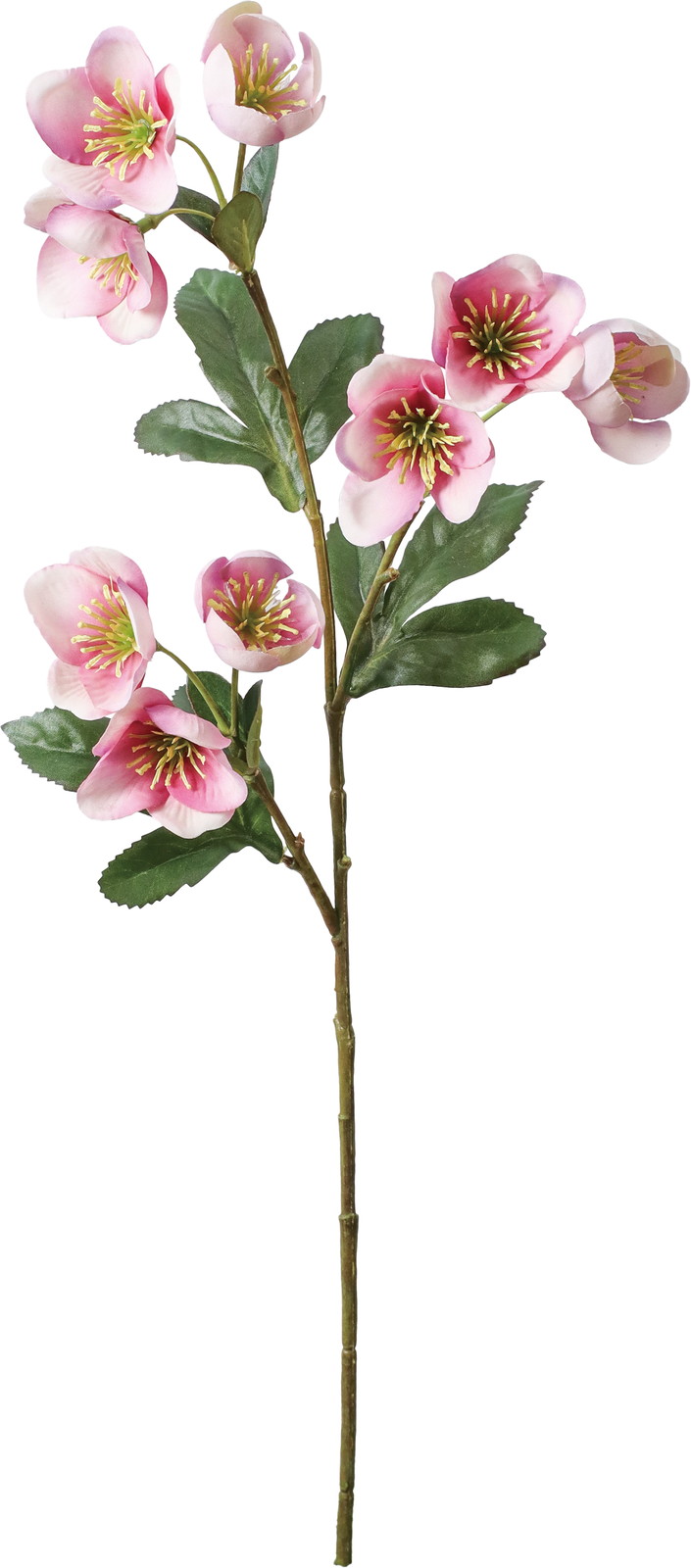 �ƸؽϽ۰�޽��ڰ