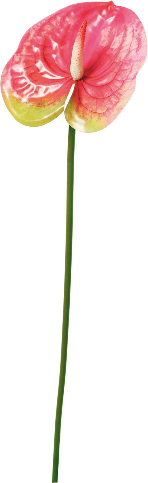 アンスリューム