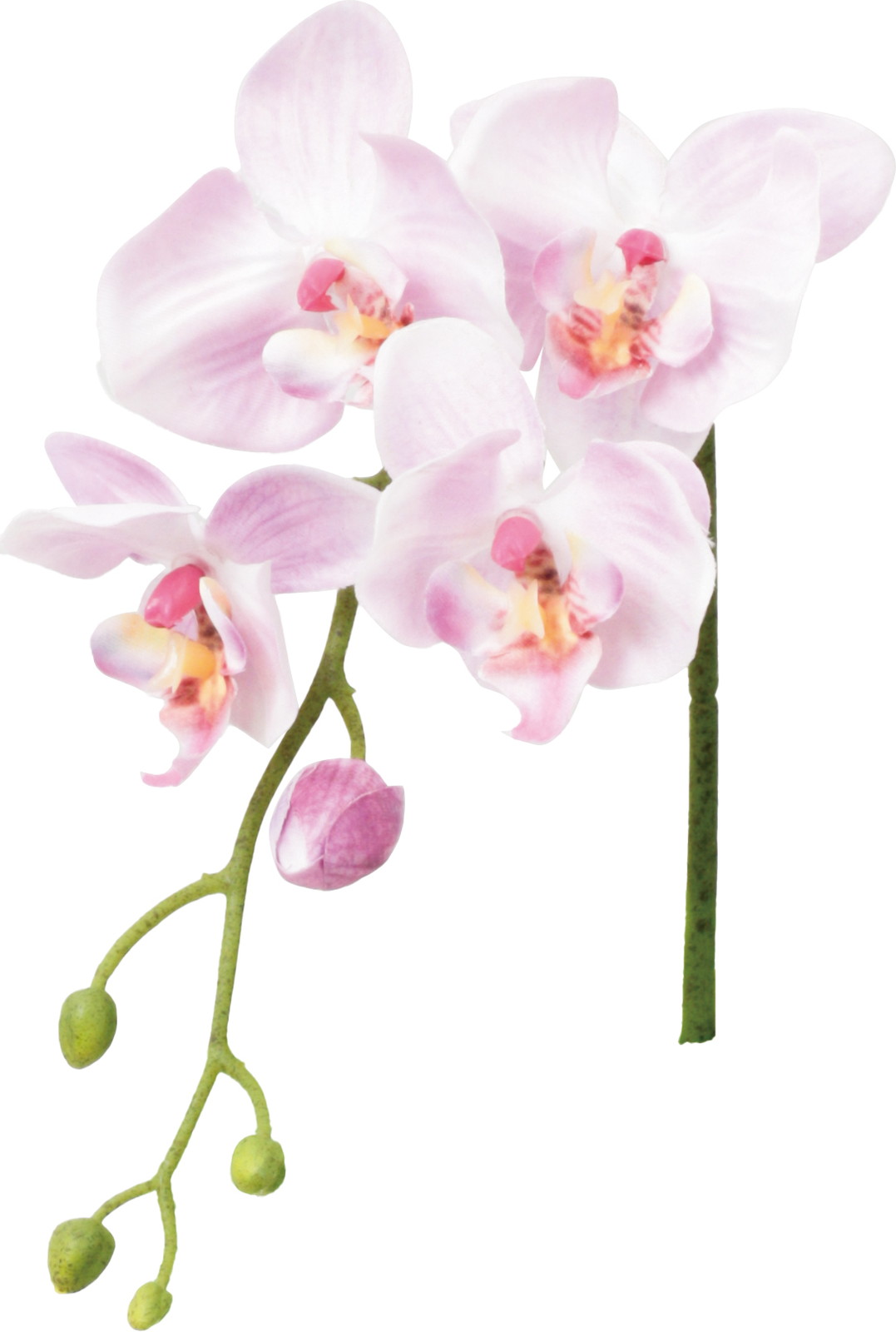 レアーナコチョウラン