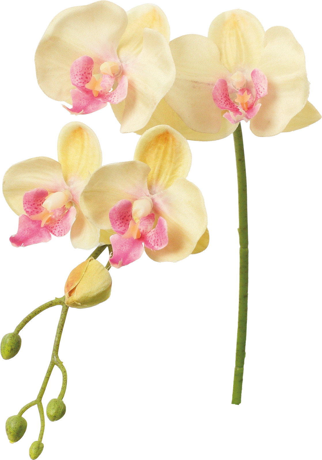 レアーナコチョウラン